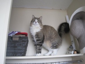 ollsie